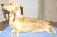 a well breed Dachshund dog